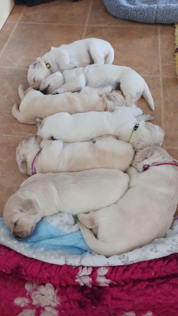 chiot Golden Retriever Du Hameau Des Nymphes