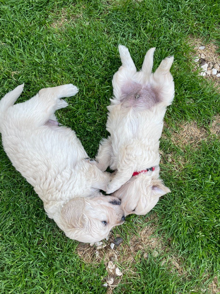 Plus de chiots disponibles 