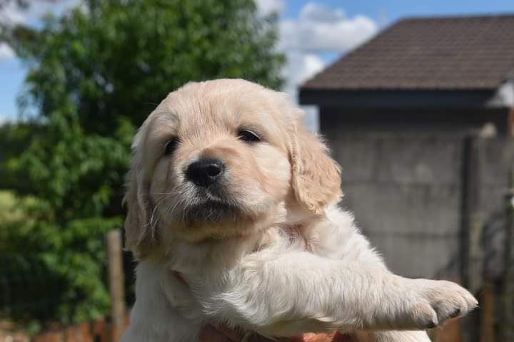 Chiots Stella du domaine des calins x (CH) Silver Stone de la petite S