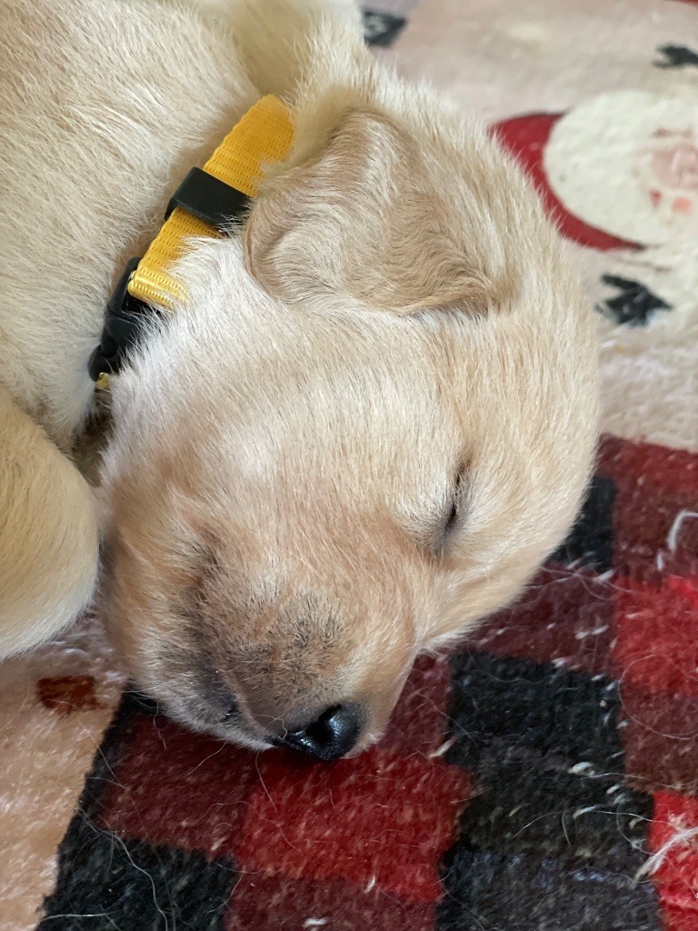 Du Hameau Des Nymphes - Chiots disponibles - Golden Retriever