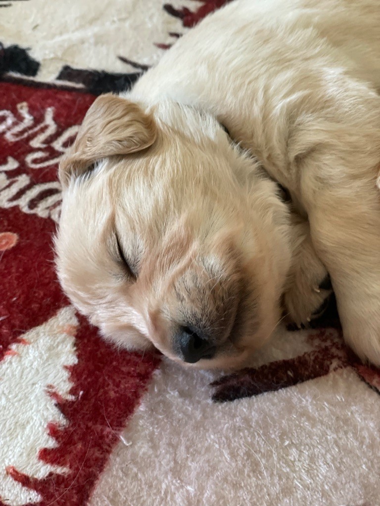 Du Hameau Des Nymphes - Chiots disponibles - Golden Retriever
